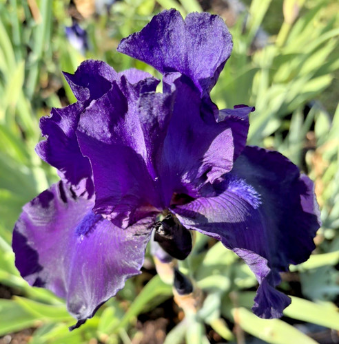 Bearded iris germanica night - bearded,