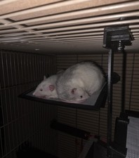 Rat,Hamster Platfor For