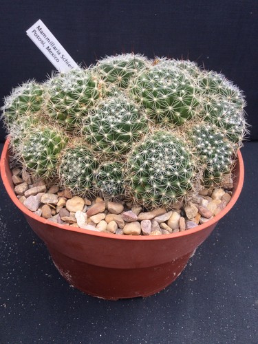 Mature mammillaria schieldeana - mature,