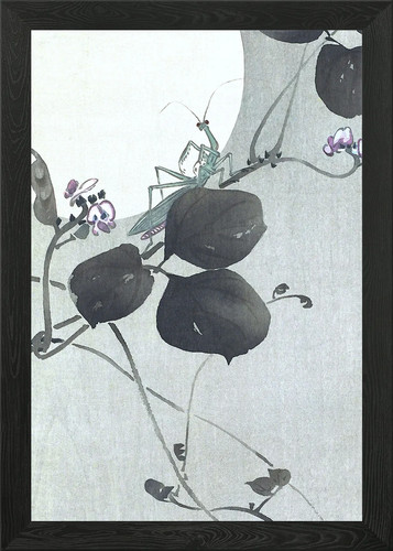 Praying mantis and moon - praying,