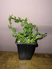 1 x 9cm pot Selaginella