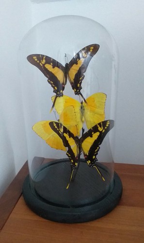 Butterflies glass dome - butterflies,