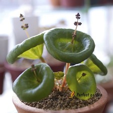 100 Seeds Crassula Umbella