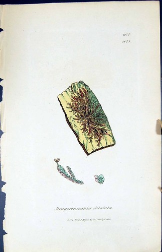 Old print jungermannia - old,