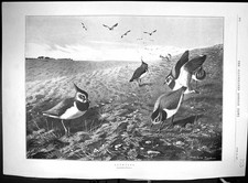 Old 1897 Lapwings Birds Thorburn Benin Horniman Museum Forest Hill Wa 19th
