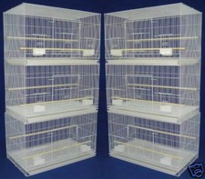 Lot of 6 Aviary Canary Budgies