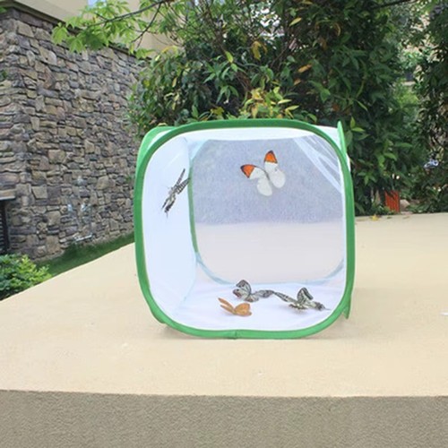 Butterfly insect mesh - butterfly,