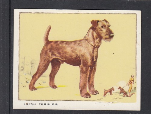 1934 gallaher dogs - gallaher, (large)