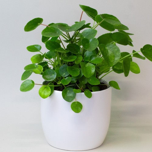 Chinese money plant - chinese,