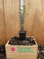 Swamp Cypress Tree / Taxodium