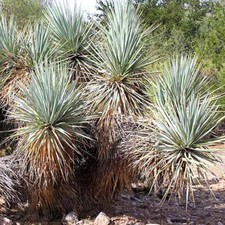 Yucca Rigida - 10 Seeds -