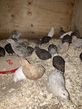 Coturnix Quail Eggs 24x Mixed Colors,  “ eating eggs “