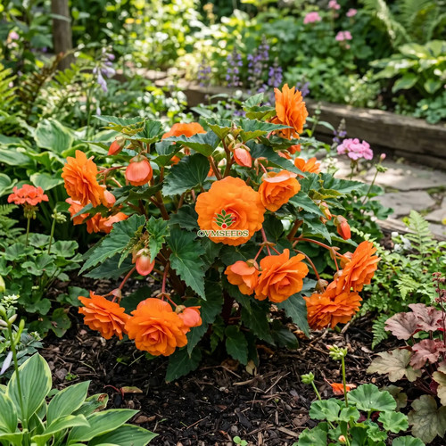 Begonia tuberous double orange - tuberous,