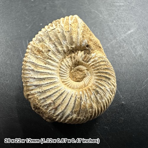 Perisphinctes ammonite fossil