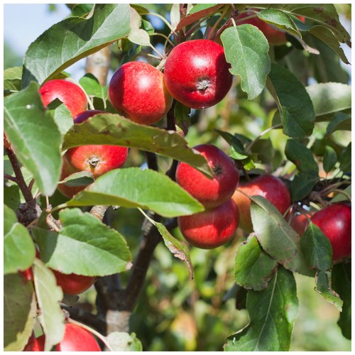 Red devil apple tree 5ft - apple, in