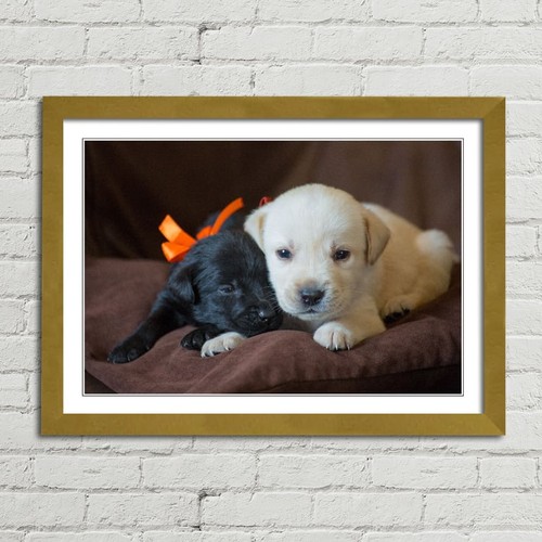 Cute labrador puppies close - labrador,