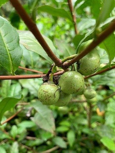 Camellia sinensis tea plant - sinensis,