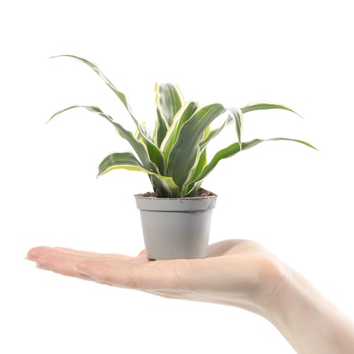 Baby dragon plant - baby,