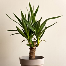Indoor yucca plant single - indoor, plant,