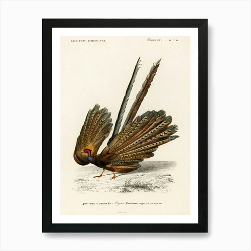 Pheasant art print framed - print,