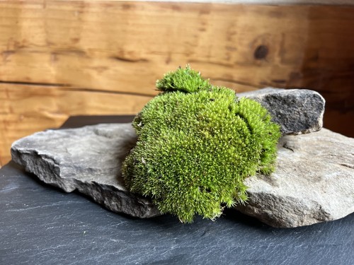 Live fresh pincushion moss - live,