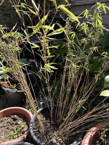 Clumping bamboo non invasive - clumping,