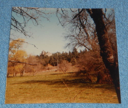 1983 photo scenic forest - 1983,