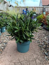 3 L Large Purple Hebe | Evergreen Shrub | pollinator friendly | Hardy Shrubs