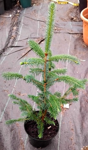 Spruce pine trees - pine,