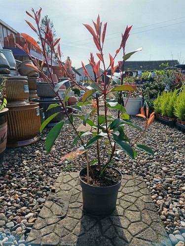 Photinia red robin - red, |