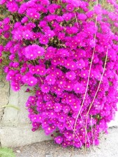 3 x Lampranthus 'Purple '