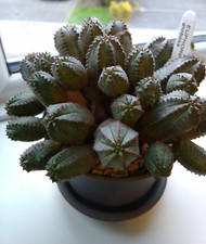 EUPHORBIA globosa-Fresh