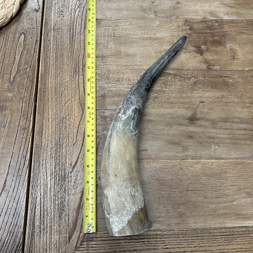Genuine raw cow horn - raw,