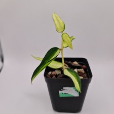 Hoya Burmanica Variegated