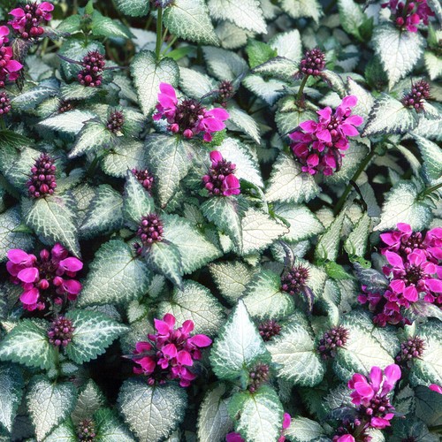 Lamium beacon silver live - silver,