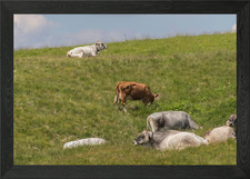 grazing cows on the mounta