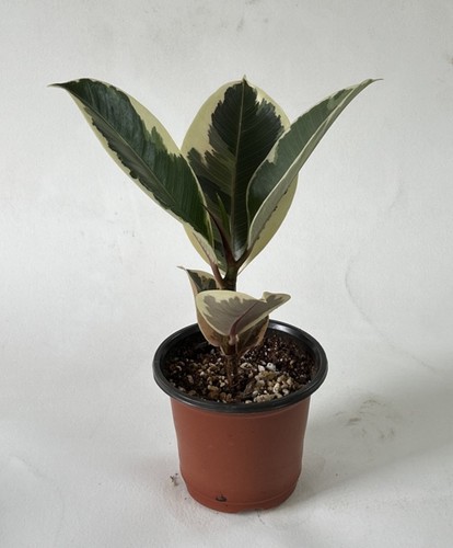 Ficus elastica tineke indoor - elastica,