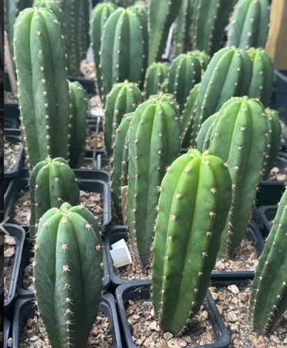 Cactus - cactus’s,