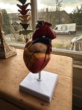 medical anatomical physician