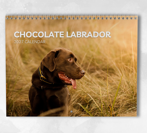 Chocolate labrador calendar - chocolate,