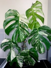 Highly Variegated Monstera