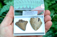 2 X REAL MEGALODON SHARKS
