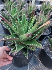 XL Aloe brevifolia, Beautiful Plants, Currently Rooting. Collectors Succulent. 
