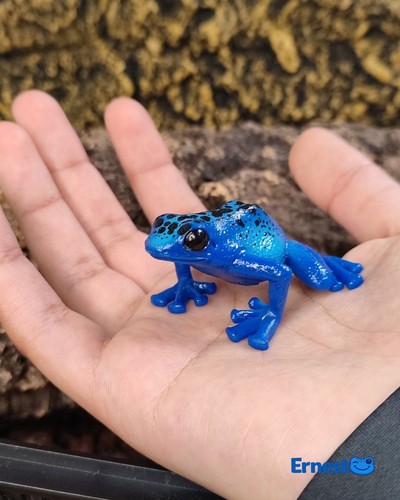 Adopt blue dart - frog, plant