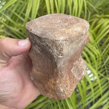 Authentic whale vertebra - authentic,