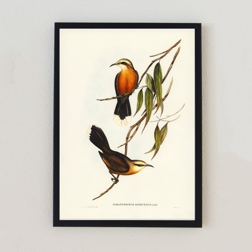Vintage bird illustration - vintage,