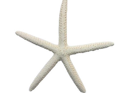 Giant starfish craft table - giant,