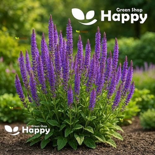 Perennial sage seeds salvia - perennial,