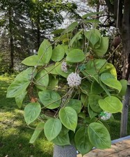 Hoya Nervosa Fresh Cutting Plant Indoor House Plant Rare