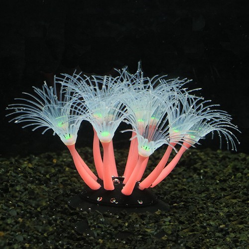 Sunflower corals soft silica - sunflower,